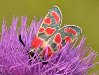 Zygaena carniolica Scop. adulte - �Philippe Mothiron
