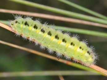  Chenille de Zygaena carniolica Scop. - �Philippe Mothiron