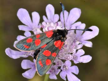 Zygaena carniolica Scop. adulte - �Philippe Mothiron