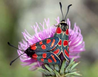 Zygaena carniolica Scop. adulte - �Daniel Morel