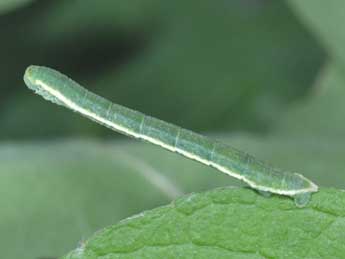  Chenille de Trichopteryx carpinata Bkh. - �Philippe Mothiron