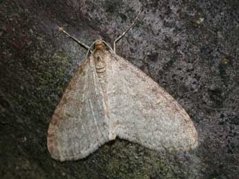 Trichopteryx carpinata Bkh. adulte - �Philippe Mothiron