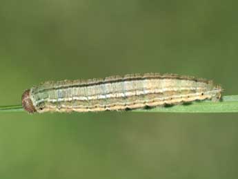  Chenille de Erebia arvernensis Obth. - �Tristan Lafranchis