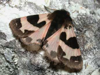 Watsonarctia deserta Bartel adulte - �Philippe Mothiron