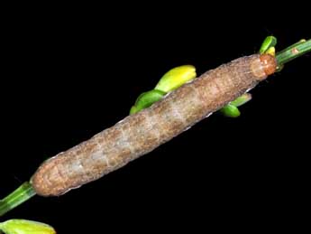  Chenille de Xestia castanea Esp. - �Philippe Mothiron