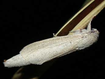 Phragmataecia castaneae Hb. adulte - �Herv� Guyot