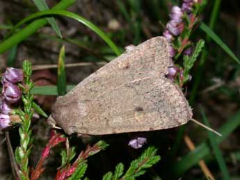 Xestia castanea Esp. adulte - �Philippe Mothiron