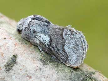 Trichiura castiliana Spl. adulte - �David Demerges