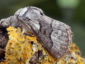 Trichiura castiliana Spl. adulte - �Daniel Morel