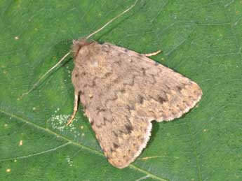 Autophila cataphanes Hb. adulte - �Philippe Mothiron