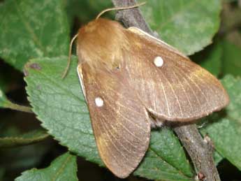 Eriogaster catax L. adulte - �Jean-Pierre Arnaud