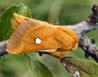 Eriogaster catax L. adulte - �Daniel Morel