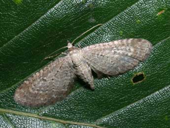 Eupithecia cauchiata Dup. adulte - �Philippe Mothiron