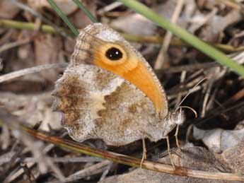 Pyronia cecilia Vall. adulte - �Philippe Mothiron