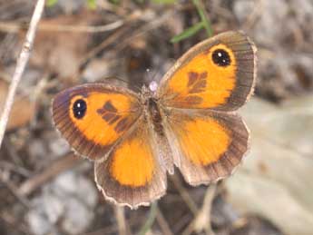 Pyronia cecilia Vall. adulte - �Philippe Mothiron