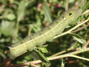  Chenille de Hippotion celerio L. - �Serge Wambeke