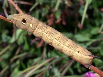  Chenille de Hippotion celerio L. - �Serge Wambeke