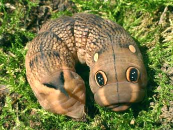  Chenille de Hippotion celerio L. - �Serge Wambeke