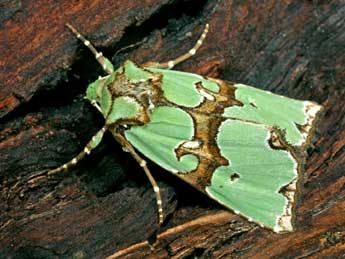 Staurophora celsia L. adulte - �Serge Wambeke