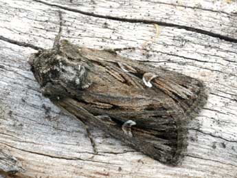 Dichagyris celsicola Bell. adulte - �Daniel Morel