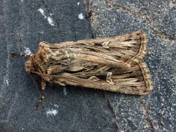 Dichagyris celsicola Bell. adulte - �Daniel Morel