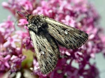 Dichagyris celsicola Bell. adulte - �Daniel Morel