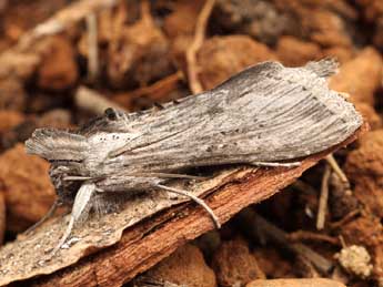 Cucullia cemenelensis Brsn adulte - �Daniel Morel