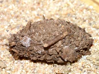  Chrysalide de Cucullia cemenelensis Brsn - �Lionel Taurand