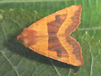 Atethmia centrago Hw. adulte - �Philippe Mothiron