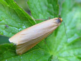 Setema cereola Hb. adulte - �Claude Tautel