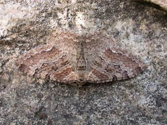 Rheumaptera cervinalis Scop. adulte - �Philippe Mothiron