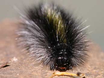  Chenille de Chelis cervini Fallou - �Gr�gory Guicherd