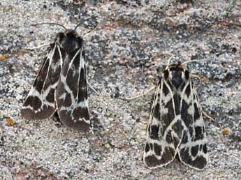 Chelis cervini Fallou adulte - �Daniel Morel