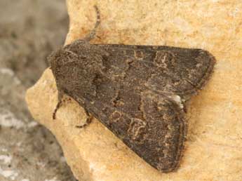 Tholera cespitis D. & S. adulte - �Daniel Morel