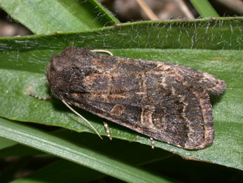 Tholera cespitis D. & S. adulte - �Philippe Mothiron