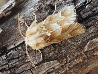 Acronicta chamoenices H.-S. adulte - �Daniel Morel