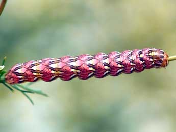  Chenille de Cucullia chamomillae D. & S. - �Daniel Morel