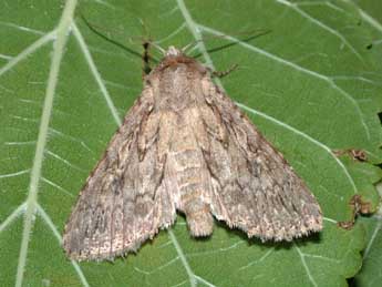 Eremohadena chenopodiphaga Rbr adulte - �Philippe Mothiron