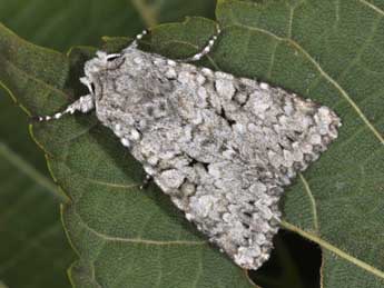 Antitype chi L. adulte - �Philippe Mothiron