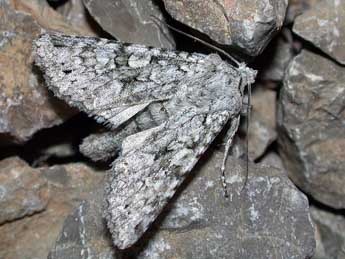 Antitype chi L. adulte - �Philippe Mothiron