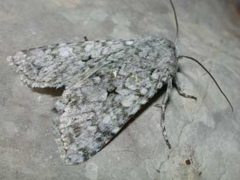 Antitype chi L. adulte - �Philippe Mothiron