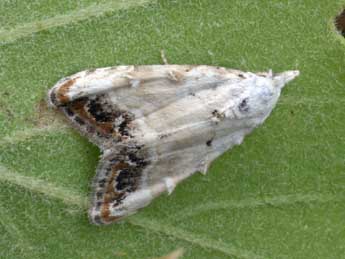 Nola delicata Yela & al. adulte - �Daniel Morel