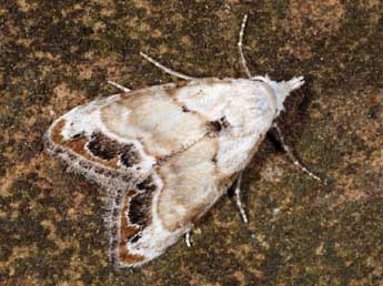 Nola delicata Yela & al. adulte - �Daniel Morel