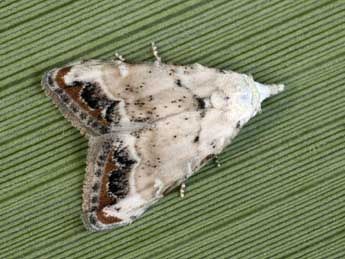 Nola delicata Yela & al. adulte - �Daniel Morel