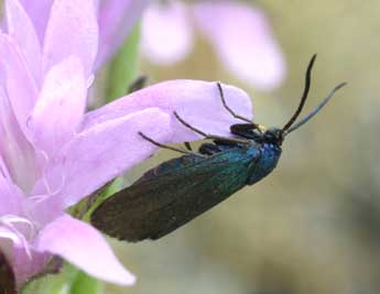 Jordanita chloros Hb. adulte - �Daniel Morel