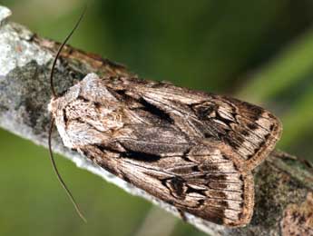 Agrotis chretieni Dmt adulte - �Daniel Morel