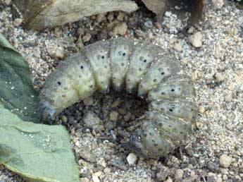  Chenille de Agrotis chretieni Dmt - �Daniel Morel