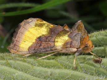 Diachrysia chrysitis L. adulte - �Philippe Mothiron