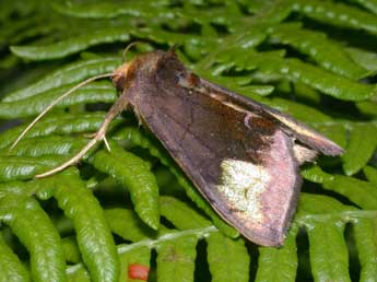 Diachrysia chryson Esp. adulte - �Philippe Mothiron