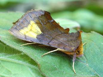 Diachrysia chryson Esp. adulte - �David Demerges